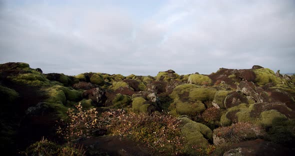 Iceland Lava Field Covered with Green Moss From Volcano Eruption. Move Camera  alt