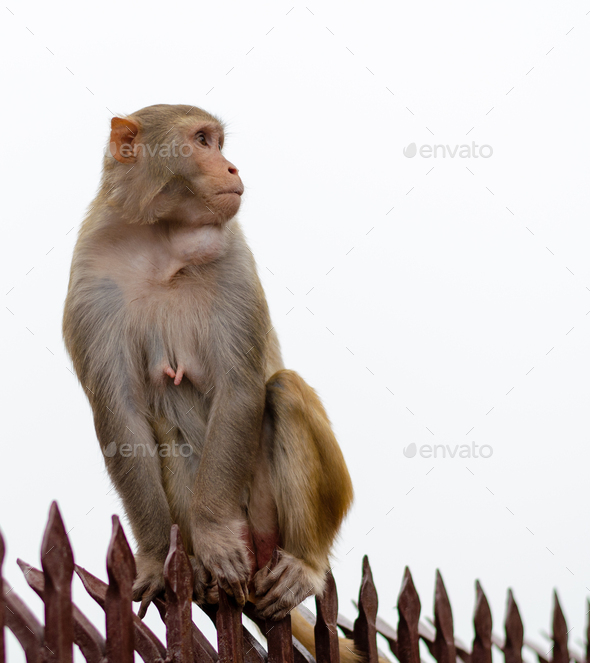 India monkey animal, rhesus macaque sitting on rail. White sky copy-space. Monkey temple India