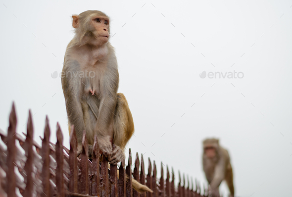 India monkey animal, rhesus macaque sitting on rail. White sky copy-space. Monkey temple India