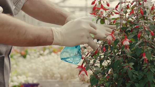 Male Greenhouse Worker is Spraying Ornamental Blooming Flowers Wearing Gloves alt