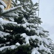 christmas tree covered in snow - PhotoDune Item for Sale