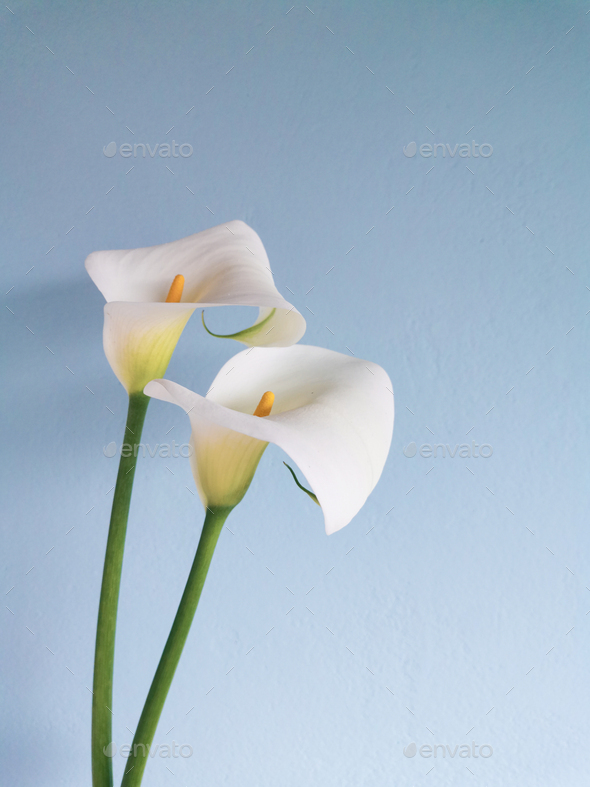 Couple of white calla lily flowers. Spring or Easter elegant greetings card.