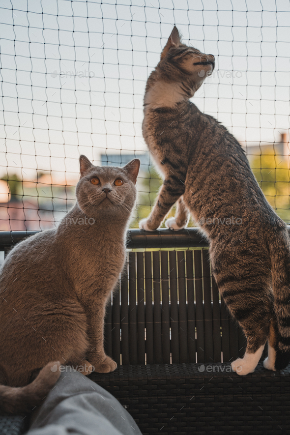 Two cats on the balcony infront of a cat net Stock Photo by wirestock