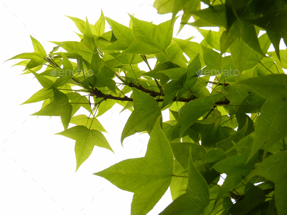 Closeup shot of fresh foliage of Chinese sweet gum plant on white background