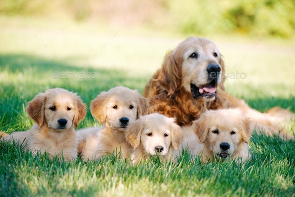 Shallow focus shot of an old Golden Retriever with four puppies resting on a grass ground