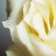 Close-up of rose with water drops. - PhotoDune Item for Sale