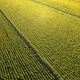 Aerial view of a sunflower field photographed in the summer season - PhotoDune Item for Sale