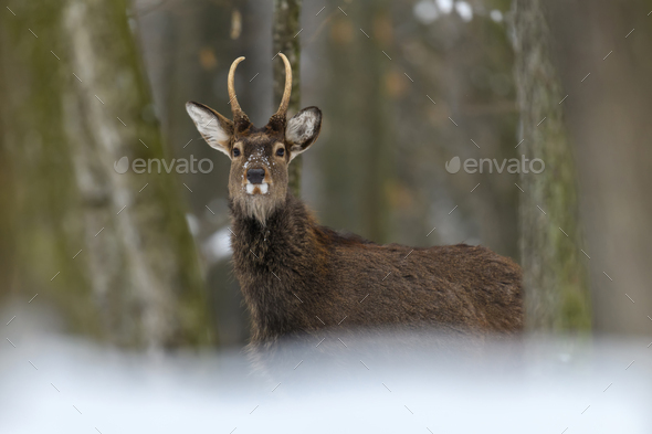 One adult red deer with big beautiful antlers on a snowy forest - Stock Photo - Images