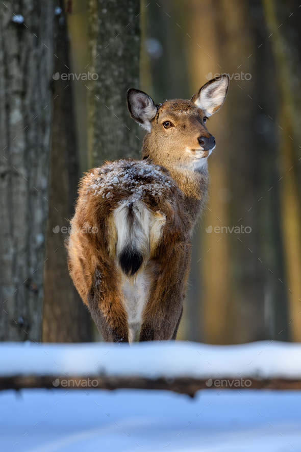 Female red deer on a snowy forest. Wildlife landscape with animal - Stock Photo - Images