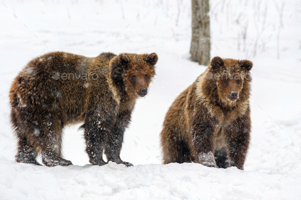 Close-up two brown bear in winter forest. Danger animal in nature habitat. Wildlife scene - Stock Photo - Images