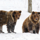Close-up two brown bear in winter forest. Danger animal in nature habitat. Wildlife scene - PhotoDune Item for Sale