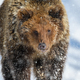 Close-up brown bear in winter forest. Danger animal in nature habitat. Wildlife scene - PhotoDune Item for Sale