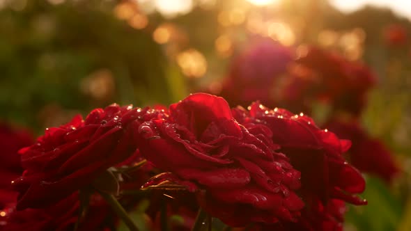 Shooting Close to Open Buts of Red Roses with Drops on Them alt