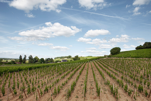 Landscape in South West of France - Stock Photo - Images