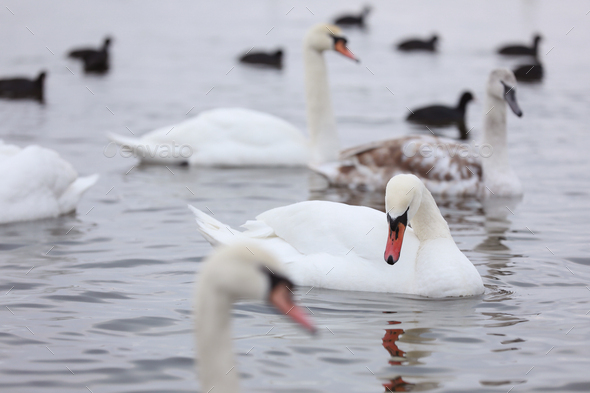 White swan flock in spring water. Swans in water. White swans ...