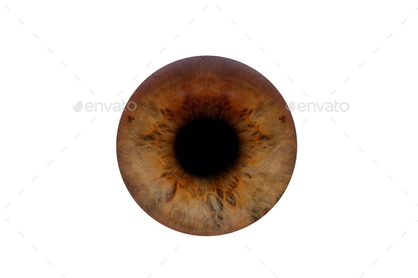 human pupil of brown color on a white background