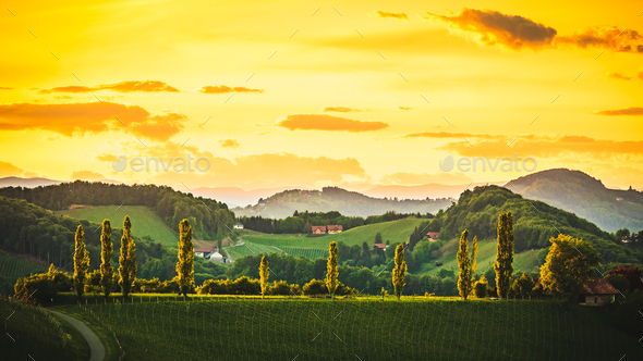 Austria Vineyards Sulztal Leibnitz area south Styria - Stock Photo - Images