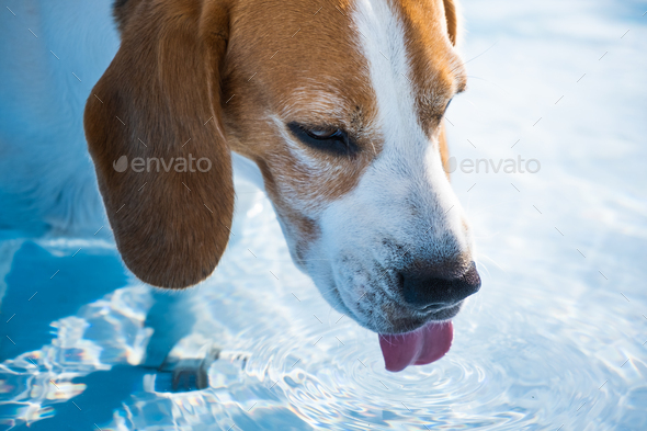 A cute beagle dog in swimming pool cooling down in summer. - Stock Photo - Images