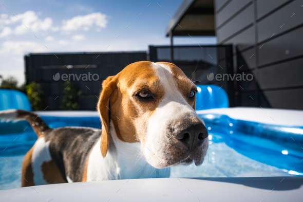 A cute beagle dog in swimming pool cooling down in summer. - Stock Photo - Images