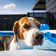 A cute beagle dog in swimming pool cooling down in summer. - PhotoDune Item for Sale