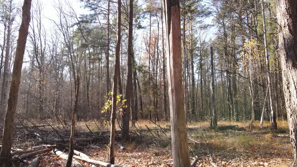 Beautiful Forest with Trees in an Autumn Day alt