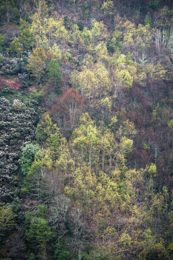 Copse of poplars and oaks on a steep bushy slope Stock Photo by ...