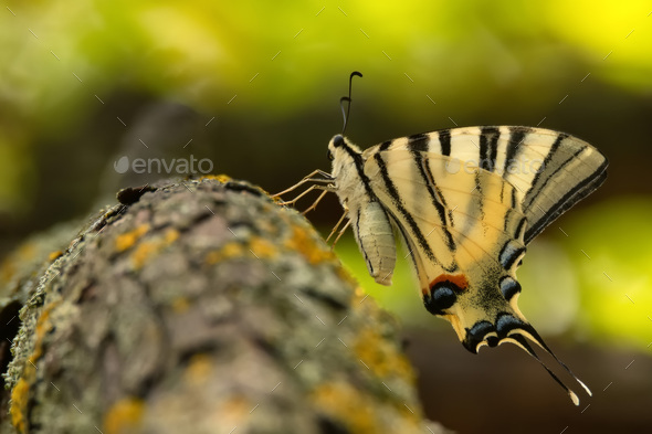 Scarce swallowtail or Iphiclides podalirius, also sail or pear-tree swallowtail - Stock Photo - Images