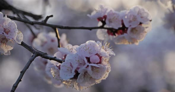 Apricot tree during the spring season alt