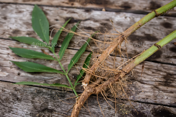 Root and leaf Sambucus ebulus, also known as danewort, dane weed, danesblood, dwarf elder or - Stock Photo - Images