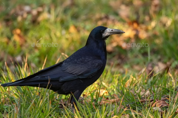 Close-up of rook of Corvus frugilegus on the grass - Stock Photo - Images