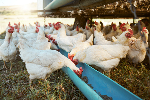 Chicken, farming and poultry on farm for agriculture, livestock and animal  feed, nature and outdoor Stock Photo by YuriArcursPeopleimages