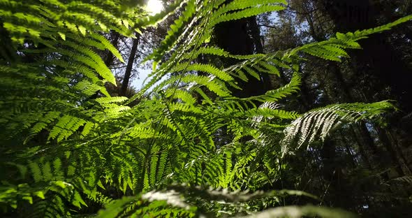 Panning through forest undergrowth