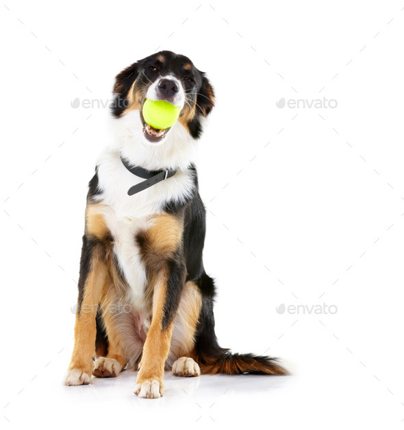 Its my ball. Studio shot of a border collie with a ball in its mouth isolated on white.