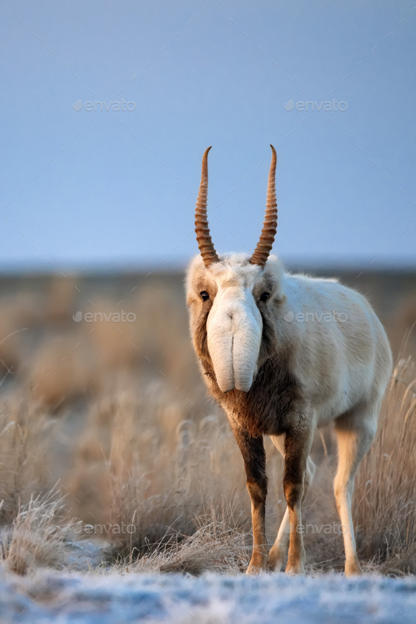 Saiga antelope or Saiga tatarica walks in steppe near waterhole in winter - Stock Photo - Images