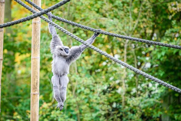 Gray gibbon monkey hanging on thick ropes in the zoo Stock Photo