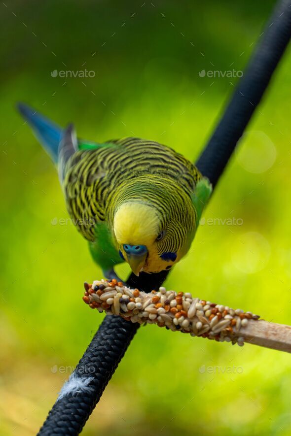Vertical shot of a budgerigar parakeet (Melopsittacus undulatus) eating seeds standing on a wire - Stock Photo - Images