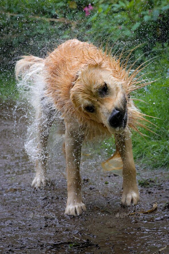 Why Do Dogs Shake Like They Are Wet