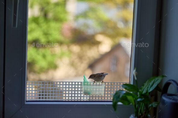 Cute sparrow perched on a bird feeder attached to a window