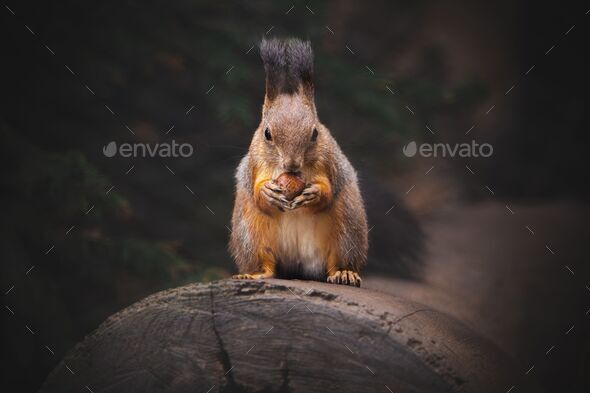 Close-up of a squirrel (Sciurus vulgaris ognevi) eating a nut - Stock Photo - Images