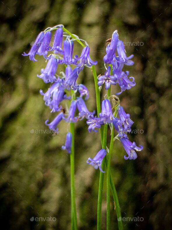 Bluebell (Hyacinthoides non-scripta)