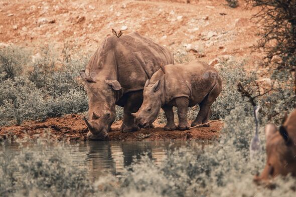 Closeup shot of a mother rhino drinking water with her calf from a water source