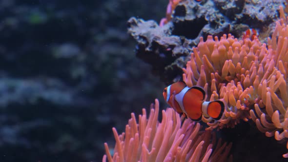 Clown Fishes in Coral Reef