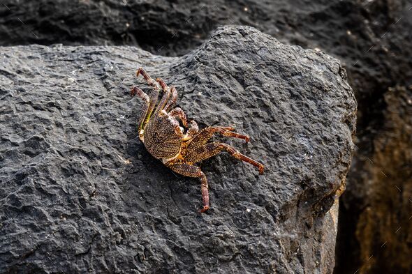 Thin-shelled Rock Crab (Grapsus tenuicrustatus) on black volcanic rock at a beach on Kauai, Hawaii