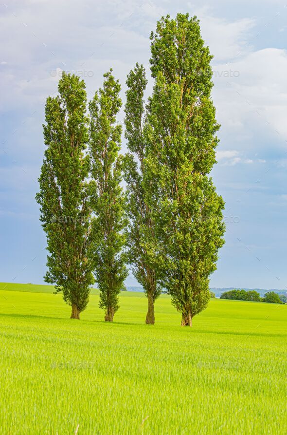 Vertical shot of tall black poplar (Populus nigra) trees in a green ...