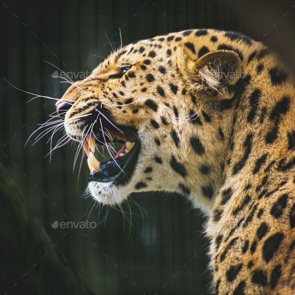 leopard roar side