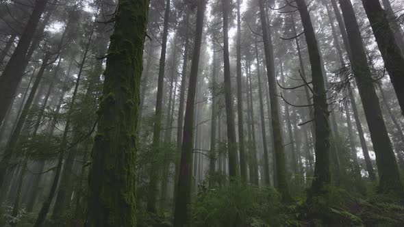 Mysterious Misty Forest on Sao Miguel Island Azores Portugal alt