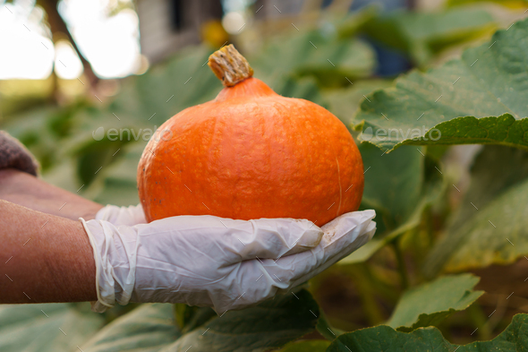 Unrecognizable man wearing white disposable gloves, gathering holding ripe pumpkin from vegetable