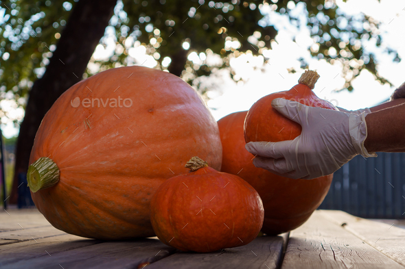 Cropped photo of man wearing white disposable gloves, gathering pumpkins of different size on wooden