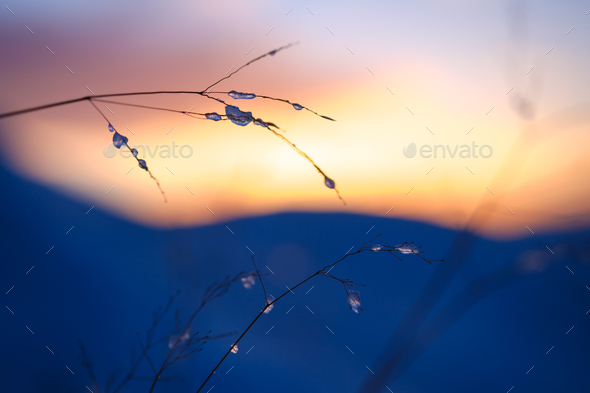 Frozen Grass At Sunset - Stock Photo - Images