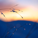 Frozen Grass At Sunset - PhotoDune Item for Sale